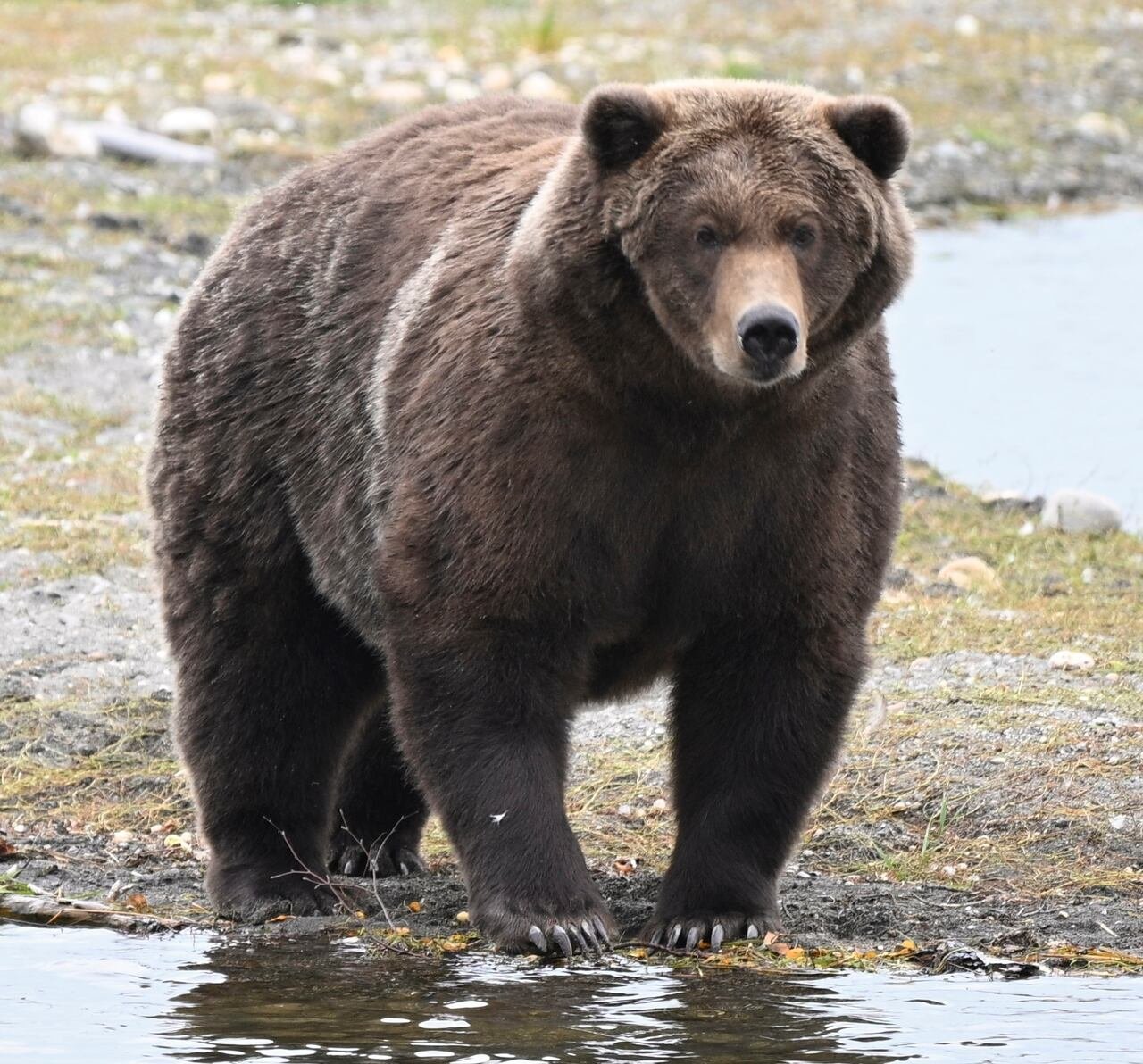 A large bear with dark brown fur faces the camera